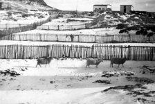 011: Rows of fences with sheep, looking East. [courtesy of Madonna (Healey) McCarthy]